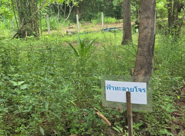 กองประสานงานโครงการพระราชดำริ ลงพื้นที่ ... พารามิเตอร์รูปภาพ 4